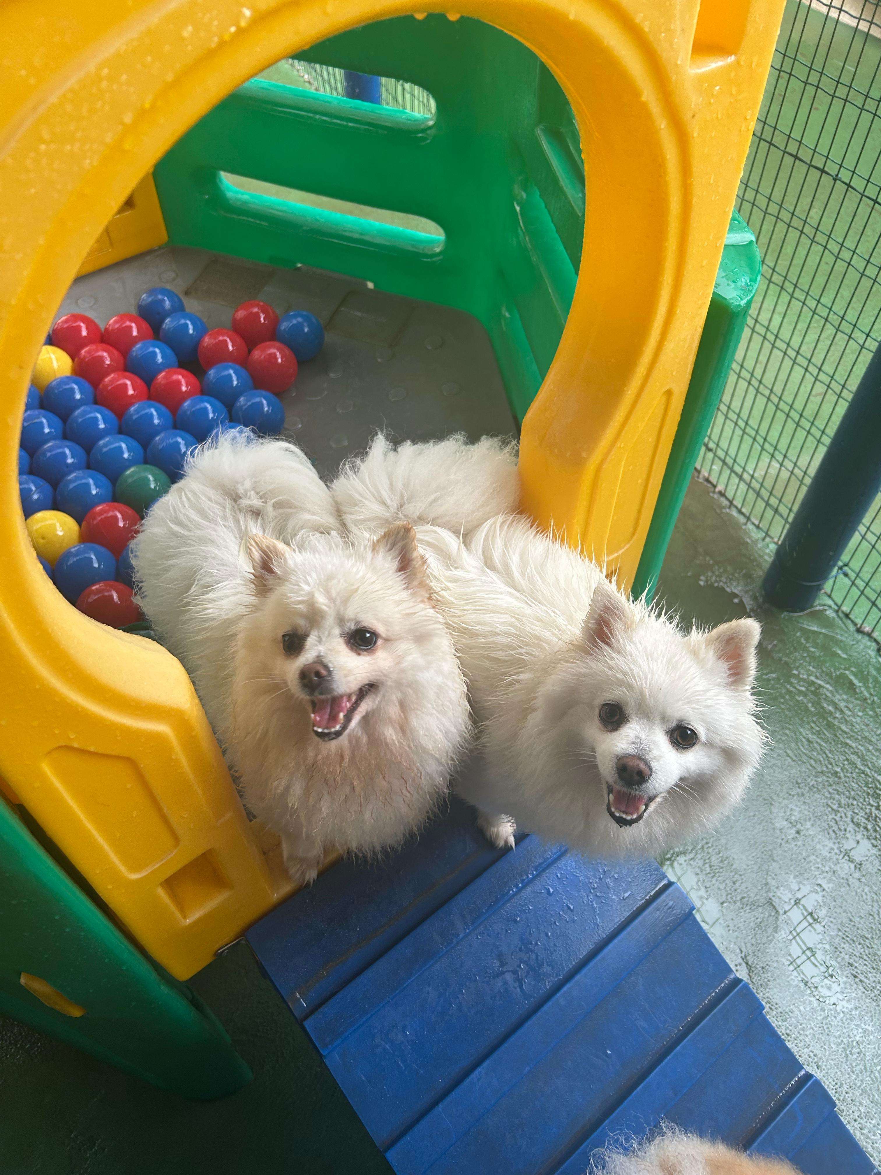 Cães no parquinho da área de recreação da Cat & Dog em Sete Lagoas
