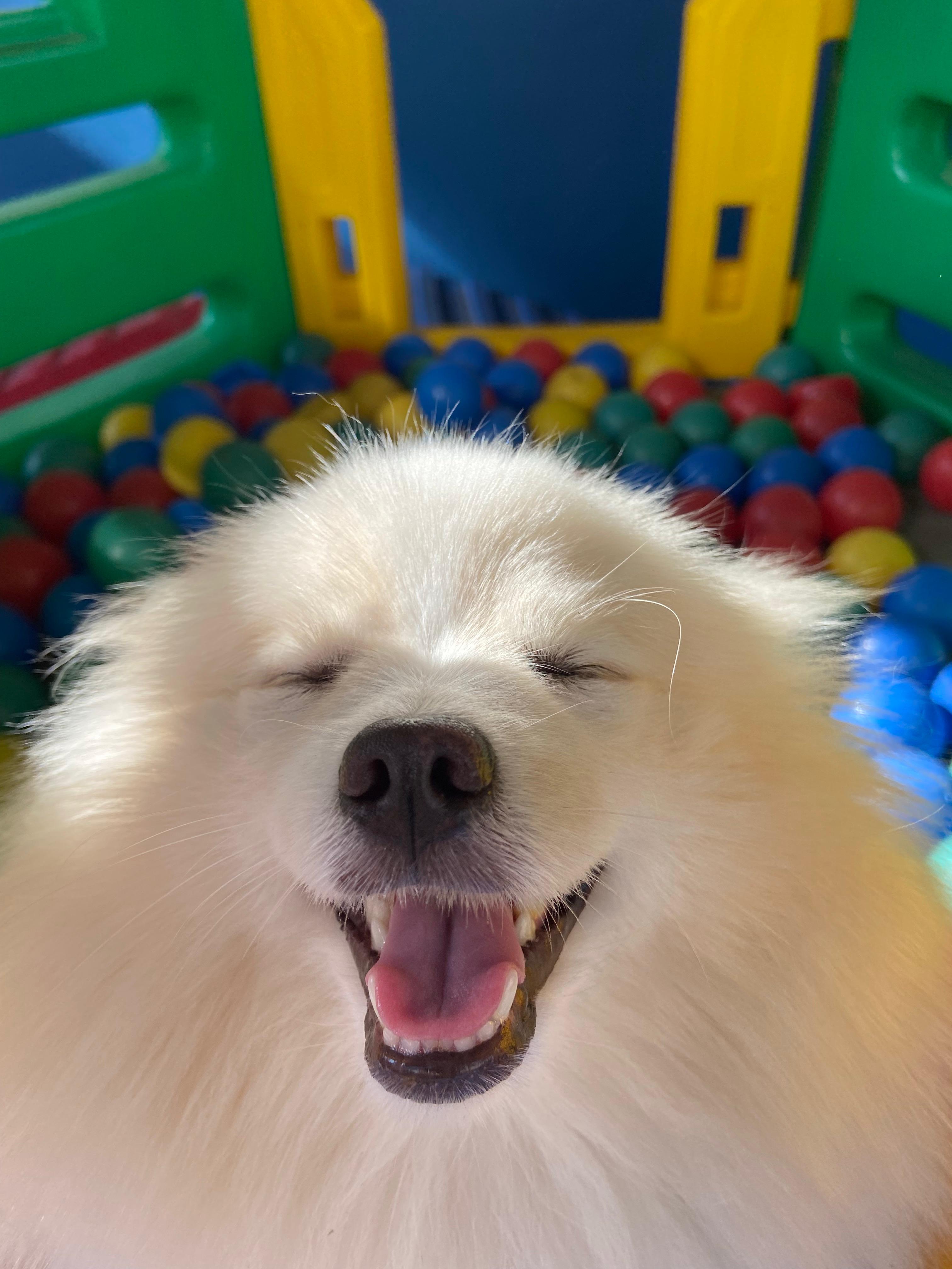 Pomeranian branco sorrindo na recreação da Cat & Dog em Sete Lagoas